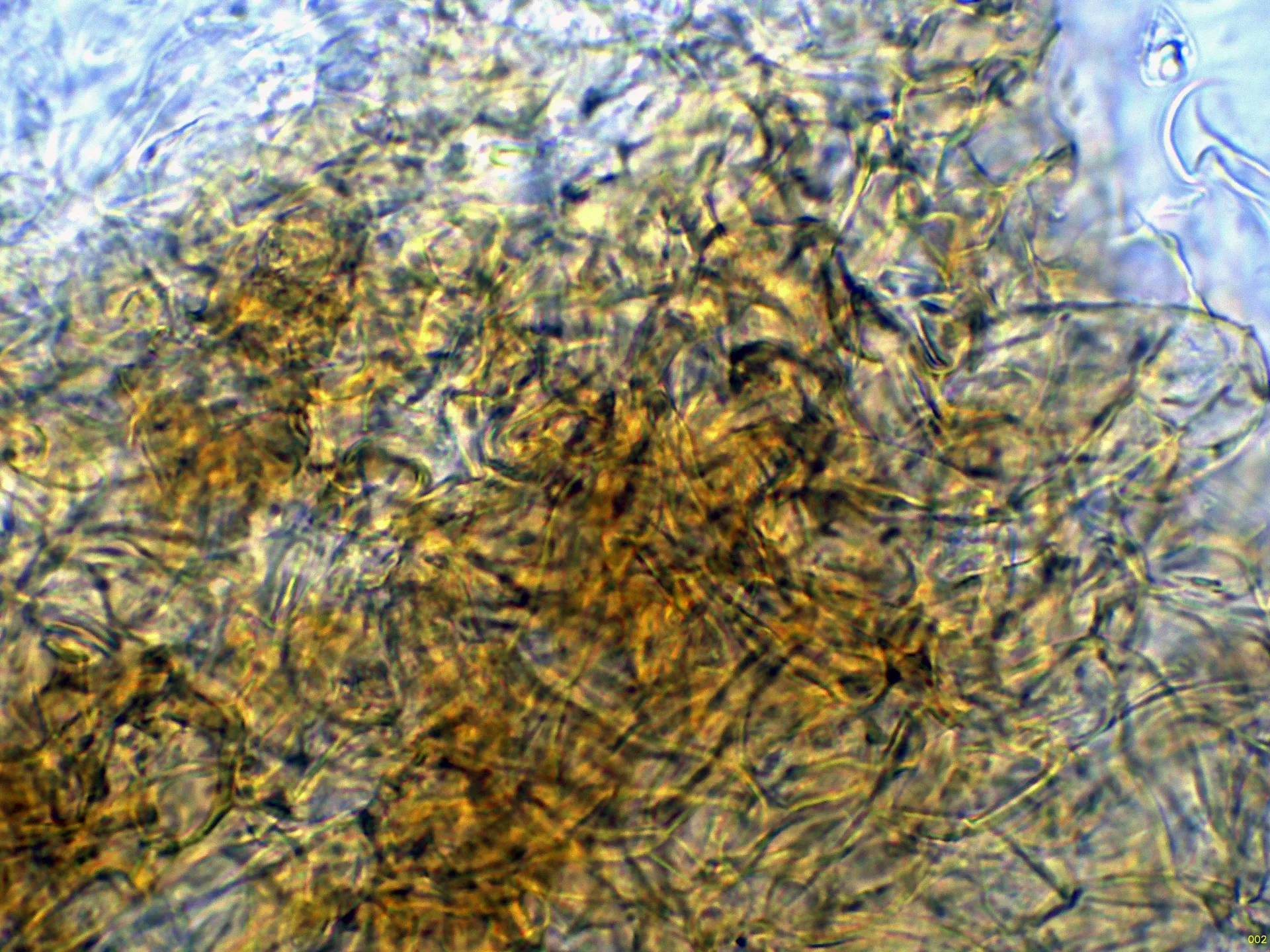 10 - Pileipellis agua-002
